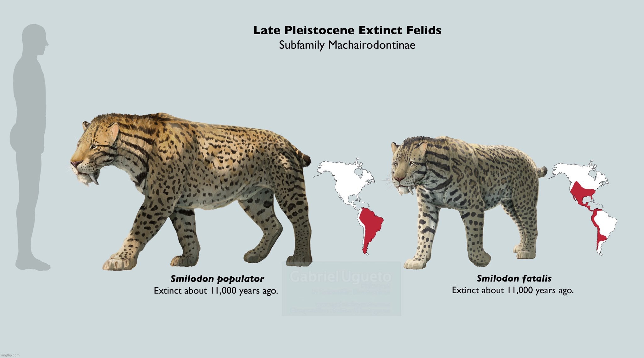 The canines wouldn't have been exposed when the mounth was closed, but at least the build is right. And populator was scary huge | image tagged in smilodon,smilodon populator,smilodon fatalis,pleistocene,wiped out by humans | made w/ Imgflip meme maker