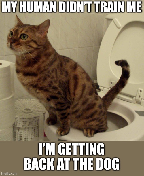 Cat toilet  | MY HUMAN DIDN’T TRAIN ME; I’M GETTING BACK AT THE DOG | image tagged in cat toilet,dog,getting back | made w/ Imgflip meme maker