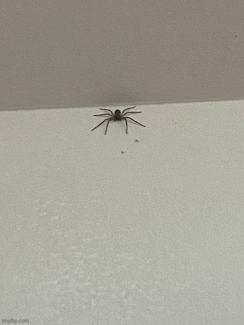 He’s been living in our house for a while and he needs a name | image tagged in spider,name ideas,house,spider in my house,needs a name | made w/ Imgflip meme maker