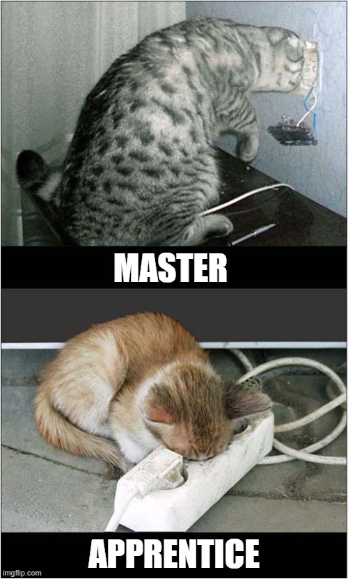 Cat Electricians Checking For Faults ! | MASTER; APPRENTICE | image tagged in cats,electricians | made w/ Imgflip meme maker