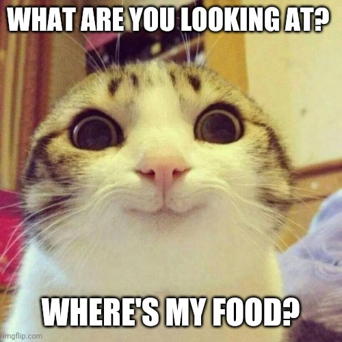 Where's my food? | WHAT ARE YOU LOOKING AT? WHERE'S MY FOOD? | image tagged in memes,smiling cat,funny memes | made w/ Imgflip meme maker