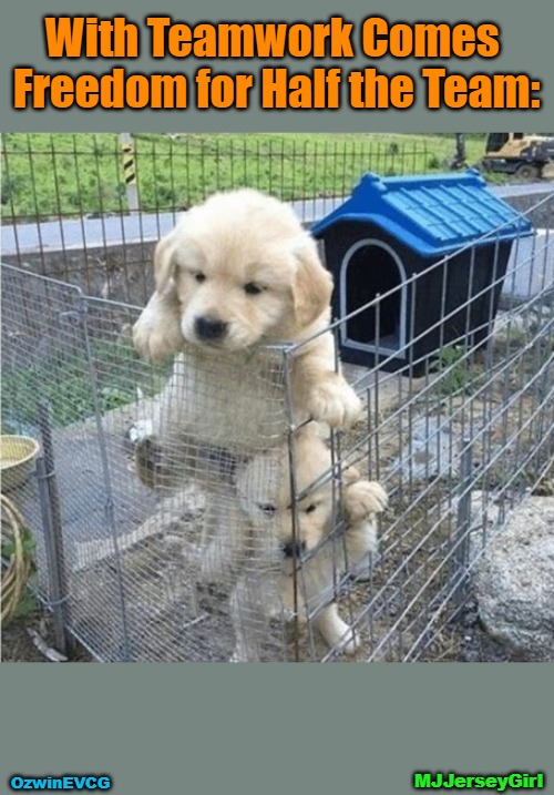 [@MJJerseyGirl / EVCG] | With Teamwork Comes 

Freedom for Half the Team:; OzwinEVCG; MJJerseyGirl | image tagged in dogs,cages,funny,group projects,memes,cute puppies | made w/ Imgflip meme maker