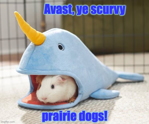 I swear it's seaworthy | Avast, ye scurvy; prairie dogs! | image tagged in narwhal guinea pig,costume,boat,narwhal | made w/ Imgflip meme maker