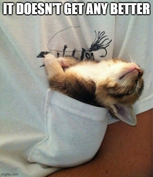 memes by Brad - Cute kitten in pocket | IT DOESN'T GET ANY BETTER | image tagged in cats,funny,cute kitten,kitten,cute cat,humor | made w/ Imgflip meme maker