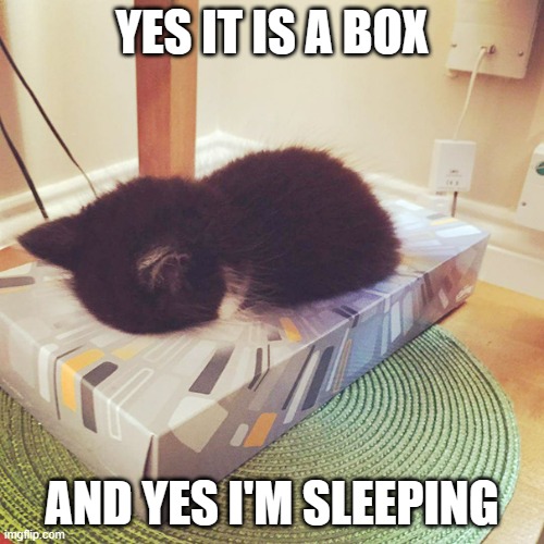 memes by Brad - kitten sleeping in a box | YES IT IS A BOX; AND YES I'M SLEEPING | image tagged in funny,cats,cute cat,kitten,cute kitten,humor | made w/ Imgflip meme maker