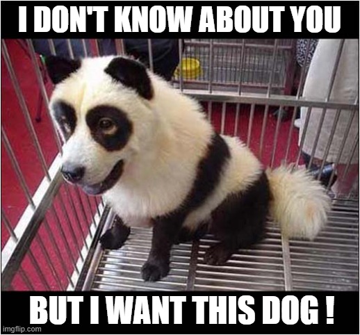 Panda Dog ! | I DON'T KNOW ABOUT YOU; BUT I WANT THIS DOG ! | image tagged in dogs,panda,i want it now | made w/ Imgflip meme maker