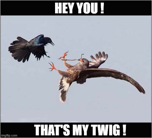 Bird Twig Thief ! | HEY YOU ! THAT'S MY TWIG ! | image tagged in birds,twig,theft | made w/ Imgflip meme maker