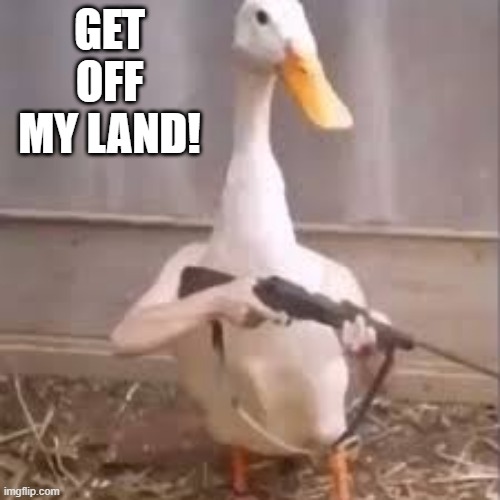 Gun Duck | GET OFF MY LAND! | image tagged in ducks | made w/ Imgflip meme maker