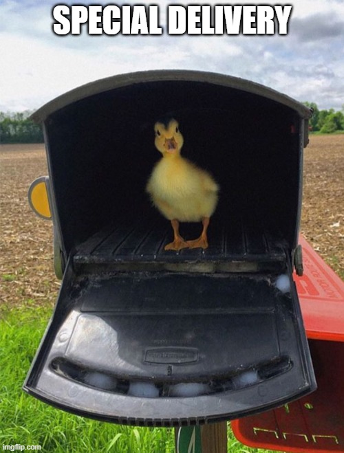 Mail's Here | SPECIAL DELIVERY | image tagged in ducks | made w/ Imgflip meme maker
