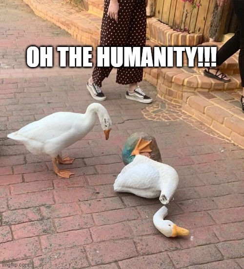 Shattered | OH THE HUMANITY!!! | image tagged in ducks | made w/ Imgflip meme maker