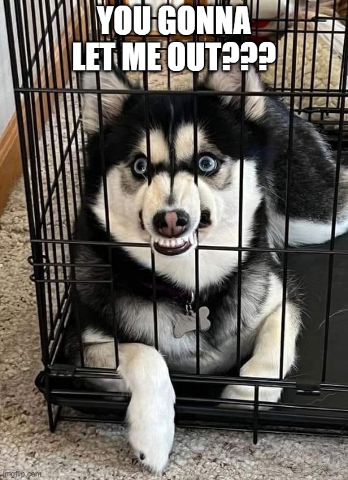 Set Hi Free | YOU GONNA LET ME OUT??? | image tagged in dogs | made w/ Imgflip meme maker