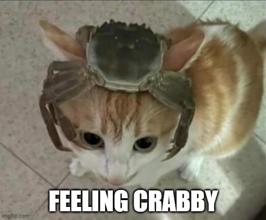 Crabby | FEELING CRABBY | image tagged in cats | made w/ Imgflip meme maker