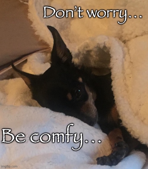 Don’t worry be comfy | Don’t worry…; Be comfy… | image tagged in memes,dog,weekend,comfy,cute,chihuahua | made w/ Imgflip meme maker