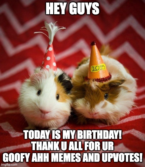 Guess waht! | HEY GUYS; TODAY IS MY BIRTHDAY! THANK U ALL FOR UR GOOFY AHH MEMES AND UPVOTES! | image tagged in guinea pig birthday,birthday,memes,funny,guinea pigs,cute | made w/ Imgflip meme maker
