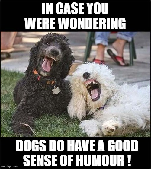 GSOH ? | IN CASE YOU WERE WONDERING; DOGS DO HAVE A GOOD
SENSE OF HUMOUR ! | image tagged in dogs,humour | made w/ Imgflip meme maker