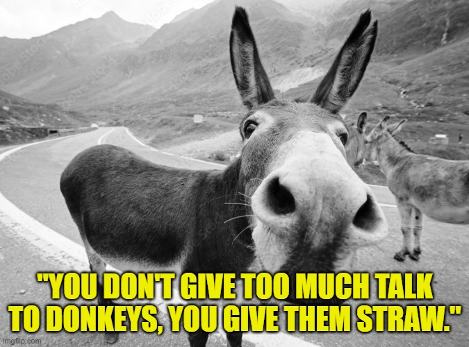 Respect the Donkey | "YOU DON'T GIVE TOO MUCH TALK TO DONKEYS, YOU GIVE THEM STRAW." | image tagged in donkey,funny memes | made w/ Imgflip meme maker