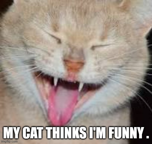 memes by Brad - My cat thinks I'm funny | MY CAT THINKS I'M FUNNY . | image tagged in funny,cats,kittens,funny cat memes,funny cat,humor | made w/ Imgflip meme maker