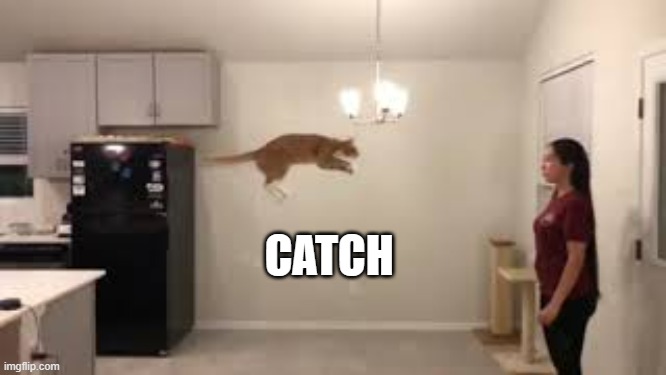 memes by Brad - cat wants to be caught while jumping | CATCH | image tagged in cats,funny,cute kittens,funny cat memes,humor,kitten | made w/ Imgflip meme maker