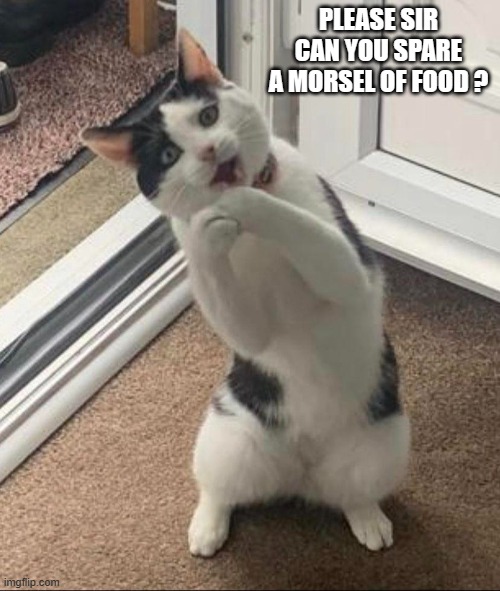 memes by Brad - cat wants food - humor | PLEASE SIR CAN YOU SPARE A MORSEL OF FOOD ? | image tagged in funny,cats,funny cat memes,cute kittens,kitten,humor | made w/ Imgflip meme maker