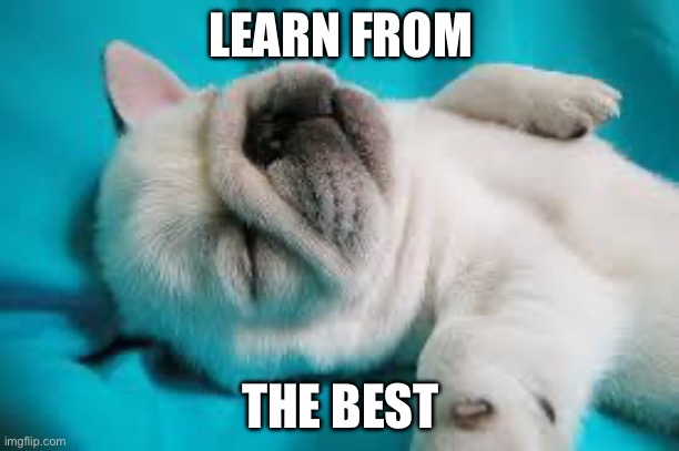 Sleepy Puppy | LEARN FROM; THE BEST | image tagged in sleepy puppy | made w/ Imgflip meme maker
