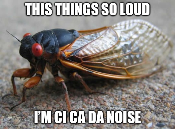 Cicadas are too loud | THIS THINGS SO LOUD; I’M CI CA DA NOISE | image tagged in cicada,loud | made w/ Imgflip meme maker