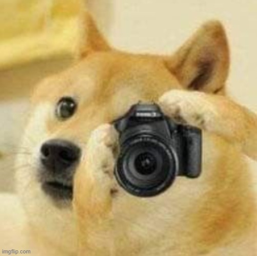 new template! | image tagged in doge taking a picture | made w/ Imgflip meme maker