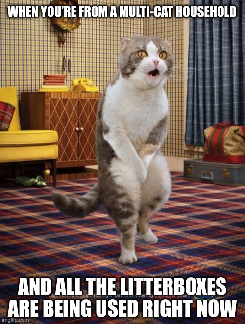 Gotta go cat | WHEN YOU’RE FROM A MULTI-CAT HOUSEHOLD; AND ALL THE LITTERBOXES ARE BEING USED RIGHT NOW | image tagged in gotta go cat,cats,cat,cat memes,litter box,bathroom | made w/ Imgflip meme maker