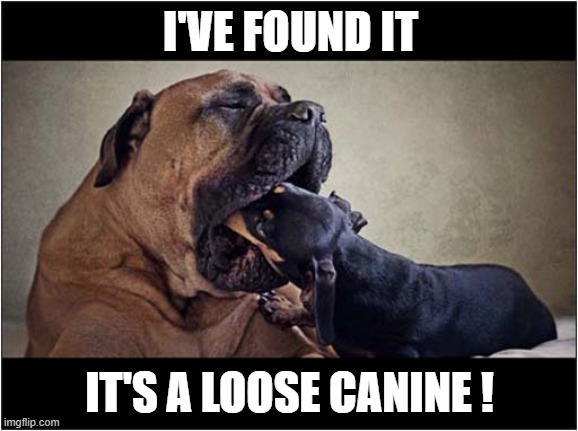 Doggy Dentistry ! | I'VE FOUND IT; IT'S A LOOSE CANINE ! | image tagged in dogs,dentist,canine | made w/ Imgflip meme maker
