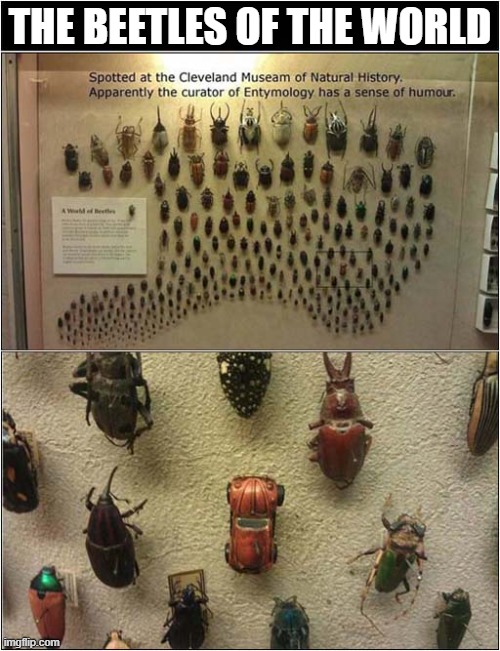 This Just Made Me Smile ! | THE BEETLES OF THE WORLD | image tagged in beetles,smile | made w/ Imgflip meme maker