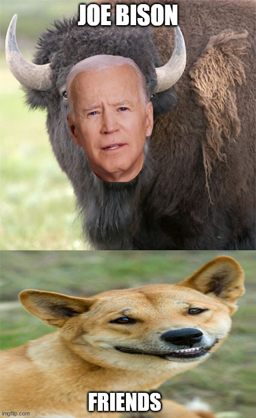 funny animal meme | FRIENDS | image tagged in joe bison,funny animals,shadydingo,bison,animals,funny memes | made w/ Imgflip meme maker