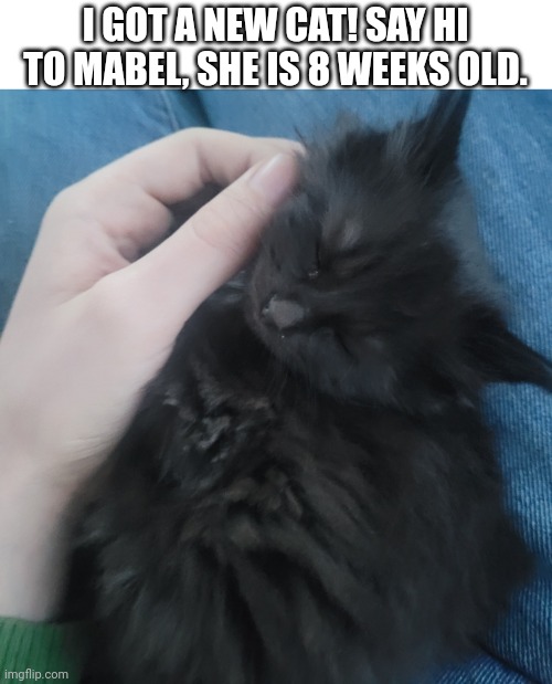She is so small | I GOT A NEW CAT! SAY HI TO MABEL, SHE IS 8 WEEKS OLD. | image tagged in cat,cute cat | made w/ Imgflip meme maker