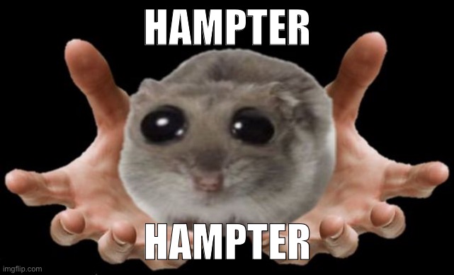 Hampter | HAMPTER; HAMPTER | image tagged in hampter | made w/ Imgflip meme maker