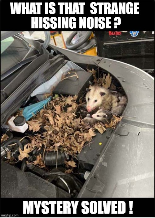 Having To Take Your Car To The Garage ! | WHAT IS THAT  STRANGE 
HISSING NOISE ? MYSTERY SOLVED ! | image tagged in cars,garage,hissing,opossum | made w/ Imgflip meme maker