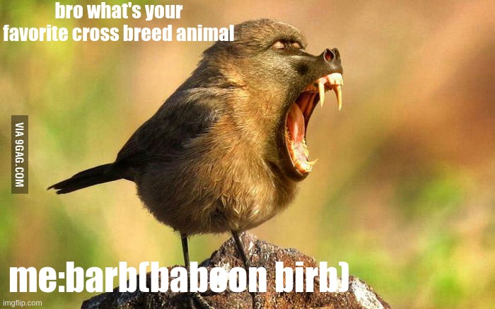real | bro what's your favorite cross breed animal; me:barb(baboon birb) | image tagged in birb | made w/ Imgflip meme maker
