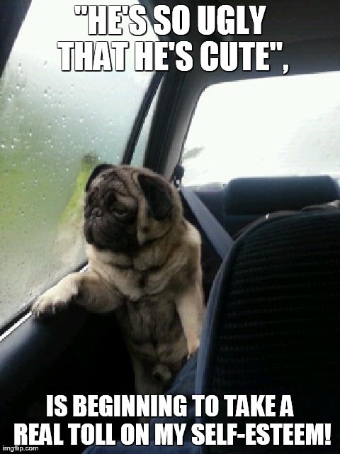 Introspective Pug | "HE'S SO UGLY THAT HE'S CUTE", IS BEGINNING TO TAKE A REAL TOLL ON MY SELF-ESTEEM! | image tagged in introspective pug | made w/ Imgflip meme maker