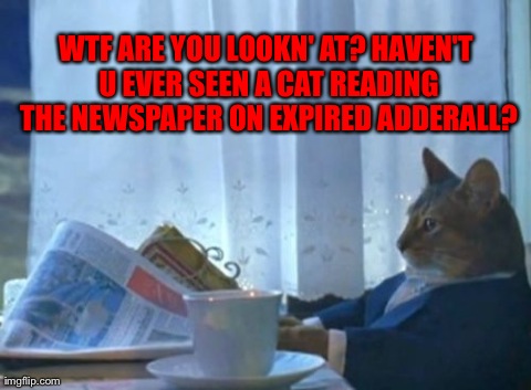 I Should Buy A Boat Cat Meme | WTF ARE YOU LOOKN' AT? HAVEN'T U EVER SEEN A CAT READING THE NEWSPAPER ON EXPIRED ADDERALL? | image tagged in memes,i should buy a boat cat | made w/ Imgflip meme maker