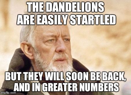 Obi Wan Kenobi | THE DANDELIONS ARE EASILY STARTLED BUT THEY WILL SOON BE BACK, AND IN GREATER NUMBERS | image tagged in memes,obi wan kenobi,AdviceAnimals | made w/ Imgflip meme maker