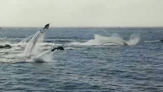 dolphin jetpacks | Generated image from gifs,extreme sports generated with the Imgflip Animated GIF Generator