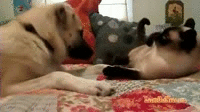 image tagged in gifs,funny,dogs,cats,relationships | made w/ Imgflip video-to-gif maker