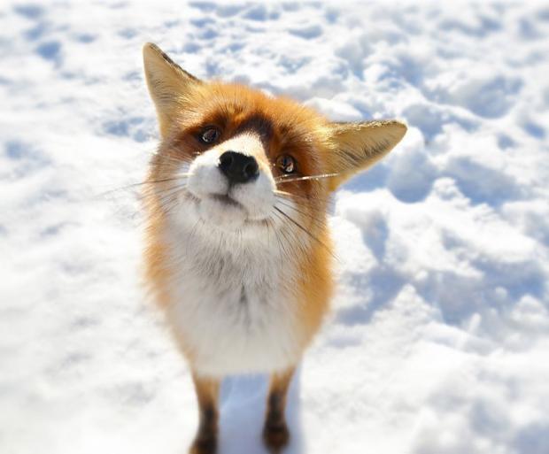 What Does The Fox Say? Blank Meme Template