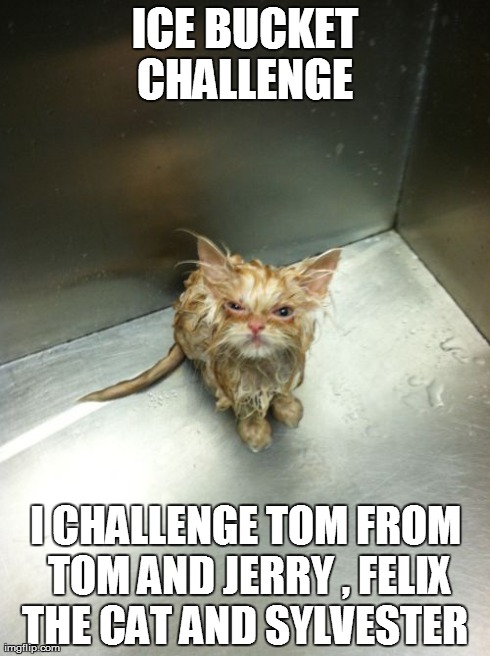 Kill You Cat | ICE BUCKET CHALLENGE  I CHALLENGE TOM FROM TOM AND JERRY , FELIX THE CAT AND SYLVESTER | image tagged in memes,kill you cat | made w/ Imgflip meme maker