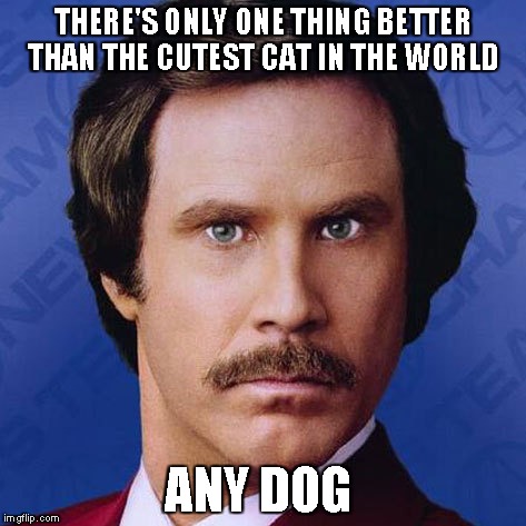 Ron Burgundy- there's one thing better than... | THERE'S ONLY ONE THING BETTER THAN THE CUTEST CAT IN THE WORLD ANY DOG | image tagged in ron burgundy,anchorman,will ferrell,funny,meme | made w/ Imgflip meme maker