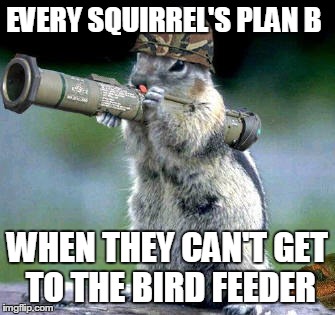 Bazooka Squirrel Meme | EVERY SQUIRREL'S PLAN B WHEN THEY CAN'T GET TO THE BIRD FEEDER | image tagged in memes,bazooka squirrel | made w/ Imgflip meme maker
