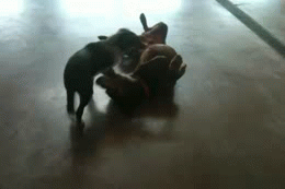 Generated image from gifs,aww generated with the Imgflip Animated GIF Generator