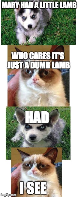 "Had" | MARY HAD A LITTLE LAMB WHO CARES IT'S JUST A DUMB LAMB HAD I SEE | image tagged in husky,grumpy cat,meme,lamb | made w/ Imgflip meme maker