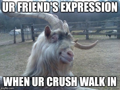 Ridiculously Photogenic Goat | UR FRIEND'S EXPRESSION WHEN UR CRUSH WALK IN | image tagged in ridiculously photogenic goat | made w/ Imgflip meme maker