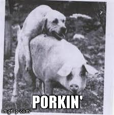 Porkin' | PORKIN' | image tagged in meme,porkin,dog,pig,funny,hump | made w/ Imgflip meme maker