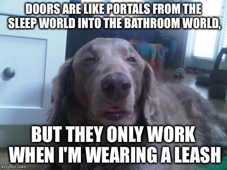 High Dog Meme | DOORS ARE LIKE PORTALS FROM THE SLEEP WORLD INTO THE BATHROOM WORLD, BUT THEY ONLY WORK WHEN I'M WEARING A LEASH | image tagged in memes,high dog | made w/ Imgflip meme maker