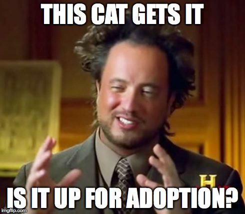 Ancient Aliens Meme | THIS CAT GETS IT IS IT UP FOR ADOPTION? | image tagged in memes,ancient aliens | made w/ Imgflip meme maker