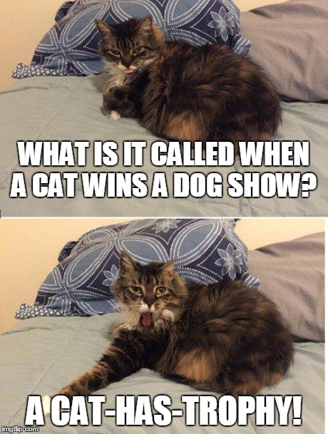 WHAT IS IT CALLED WHEN A CAT WINS A DOG SHOW? A CAT-HAS-TROPHY! | image tagged in pun cat | made w/ Imgflip meme maker